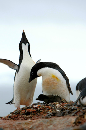 Adelie Penguins Nesting