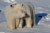 Canada - Polar Bears