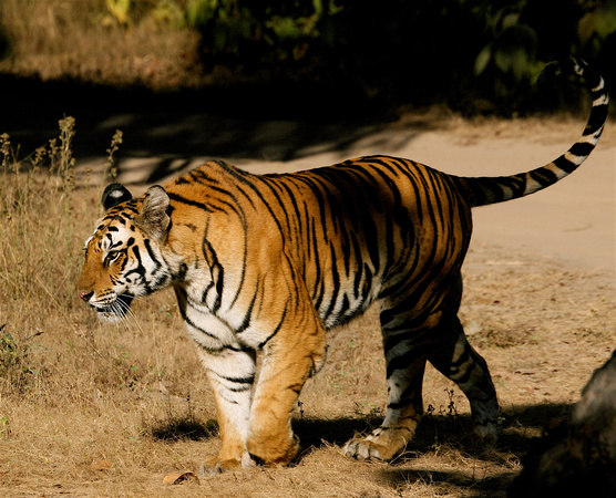 India - Tiger