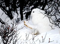 Canada - Arctic Hare