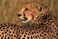 Kenya - Cheetah