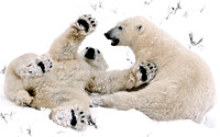 Canada - Polar Bears