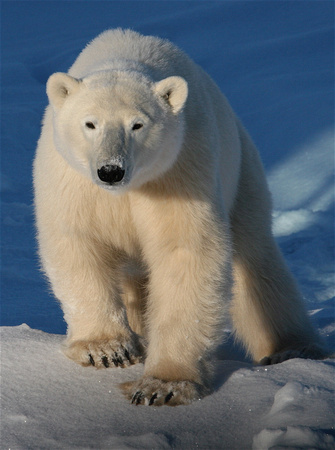 Canada - Polar Bear