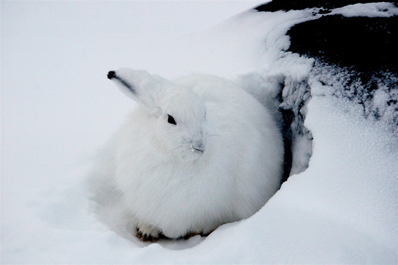 Canada - Arctic Hare
