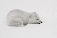Canada - Arctic Fox