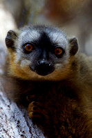 2011 Madagascar