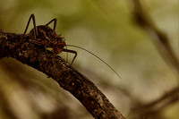 Kalahari Giant Cricket
