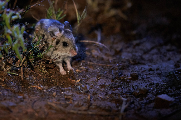 Large-Eared Mouse
