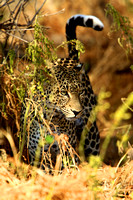 2010 Kenya II - Samburu & Masai Mara