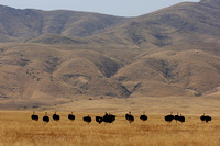 Landscape with Ostriches
