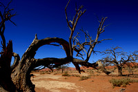 Namibrand Deadvlei Landscape