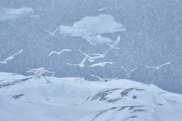 Ilulissat - The Fly of the Gulls
