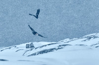 Ilulissat - Ravens