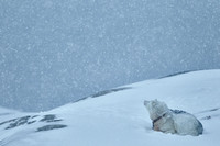 Ilulissat - Under the Snow