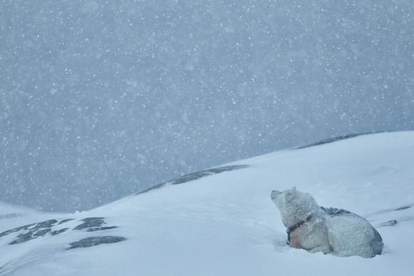 Ilulissat - Under the Snow