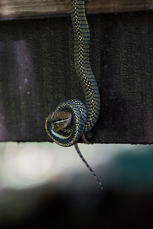 Garden Flying Snake