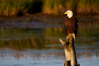 Potter Marsh - Bald Eagle