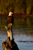 Potter Marsh - Bald Eagle