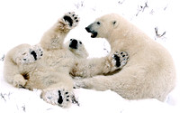 Polar Bears Cubs Playing