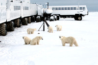 Polar Bears and Tundra Buggy Hotel