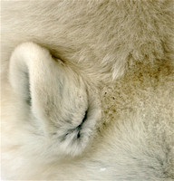 Polar Bear Detail