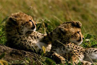 2007 Kenya - Masai Mara