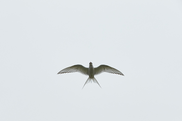 Arctic Tern