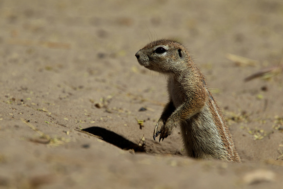 Ground Squirrel. -  Kalahari