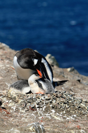 Gentoo Penguin Nesting