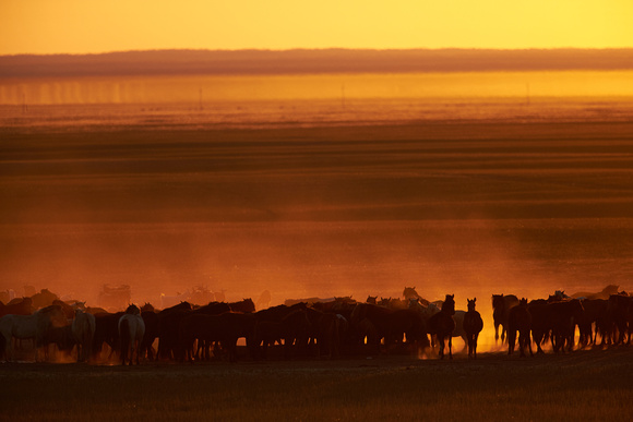 Gobi - Horses at Sunrise