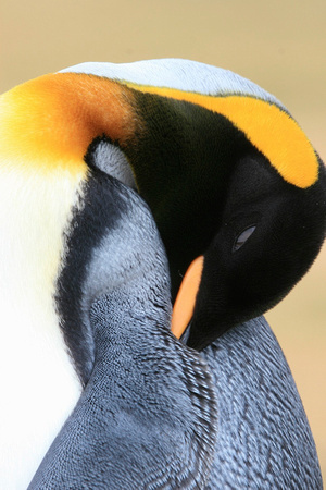 King Penguin
