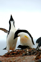 Adelie Penguins Nesting