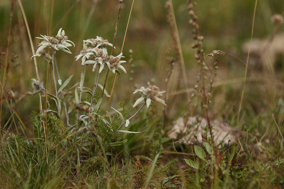 Mongolian Edelweiss