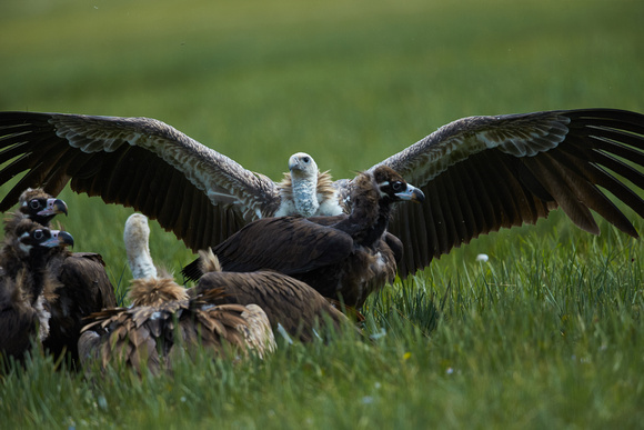 Black Vulture and  Himalayan Griffon