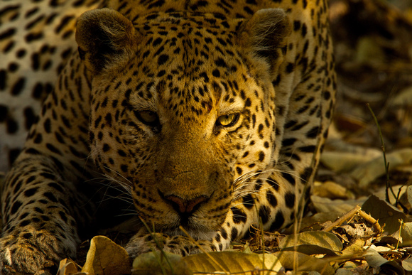 Botswana - Leopard