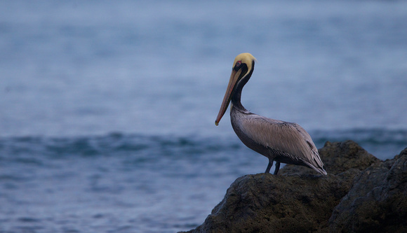 Costa Rica - Brown Pelican