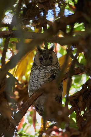 Ethiopia - Abyssinian Long-eared Owl