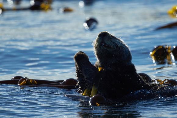 Alaska - Sea Otter