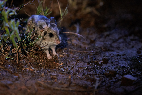 South Africa - Large-Eared Mouse
