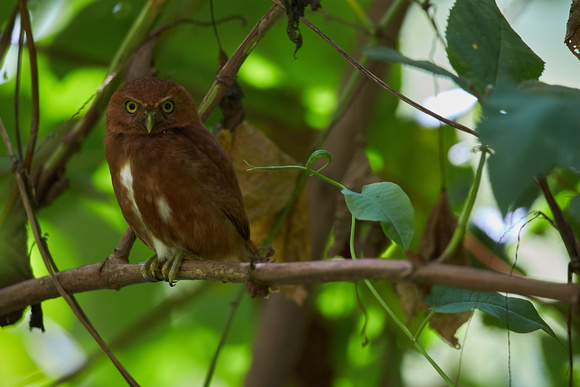 Panama - Costa Rican Pygmy Owl