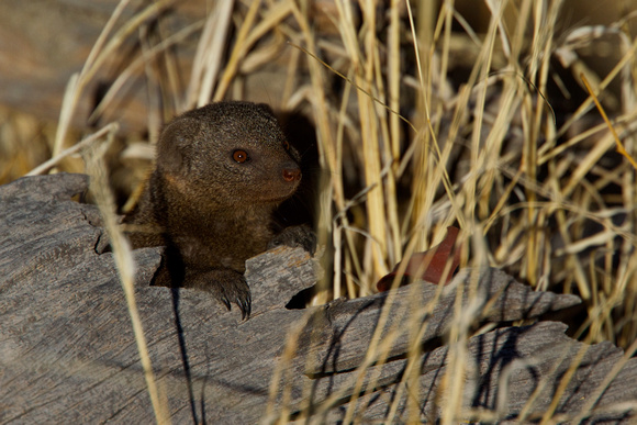 Botswana - Dwarf Mongoose
