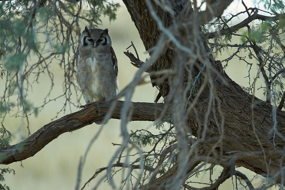 South Africa - Verreaux's (Giant) Eagle-Owl