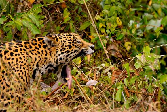 Brazil - Jaguar