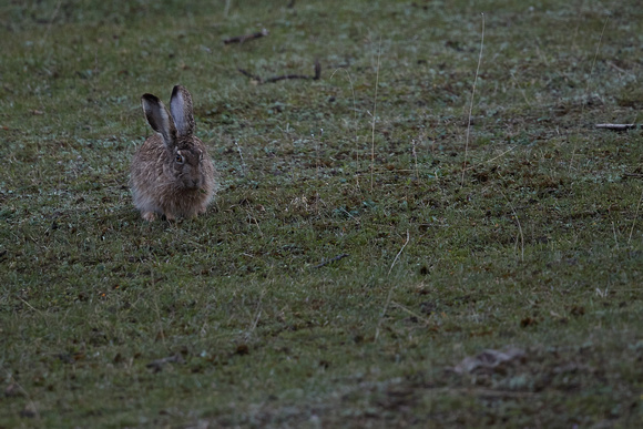 Woolly Hare