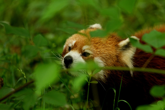 China - Sichuan - Red Panda