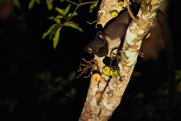Borneo - Small-Toothed  Palm Civet