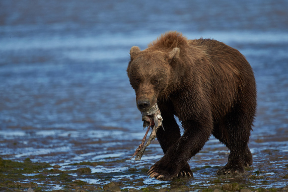 Alaska - Grizzly Bears