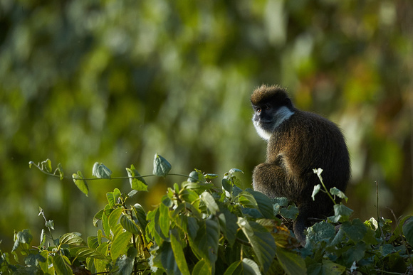Ethiopia - Bale Monkey