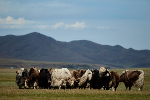Mongolia - Yaks