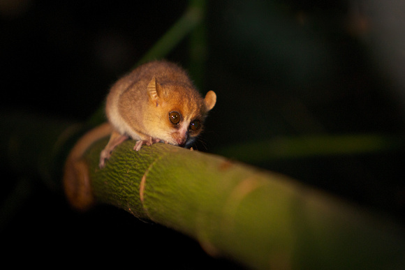 Madagascar - Peter's Mouse Lemur